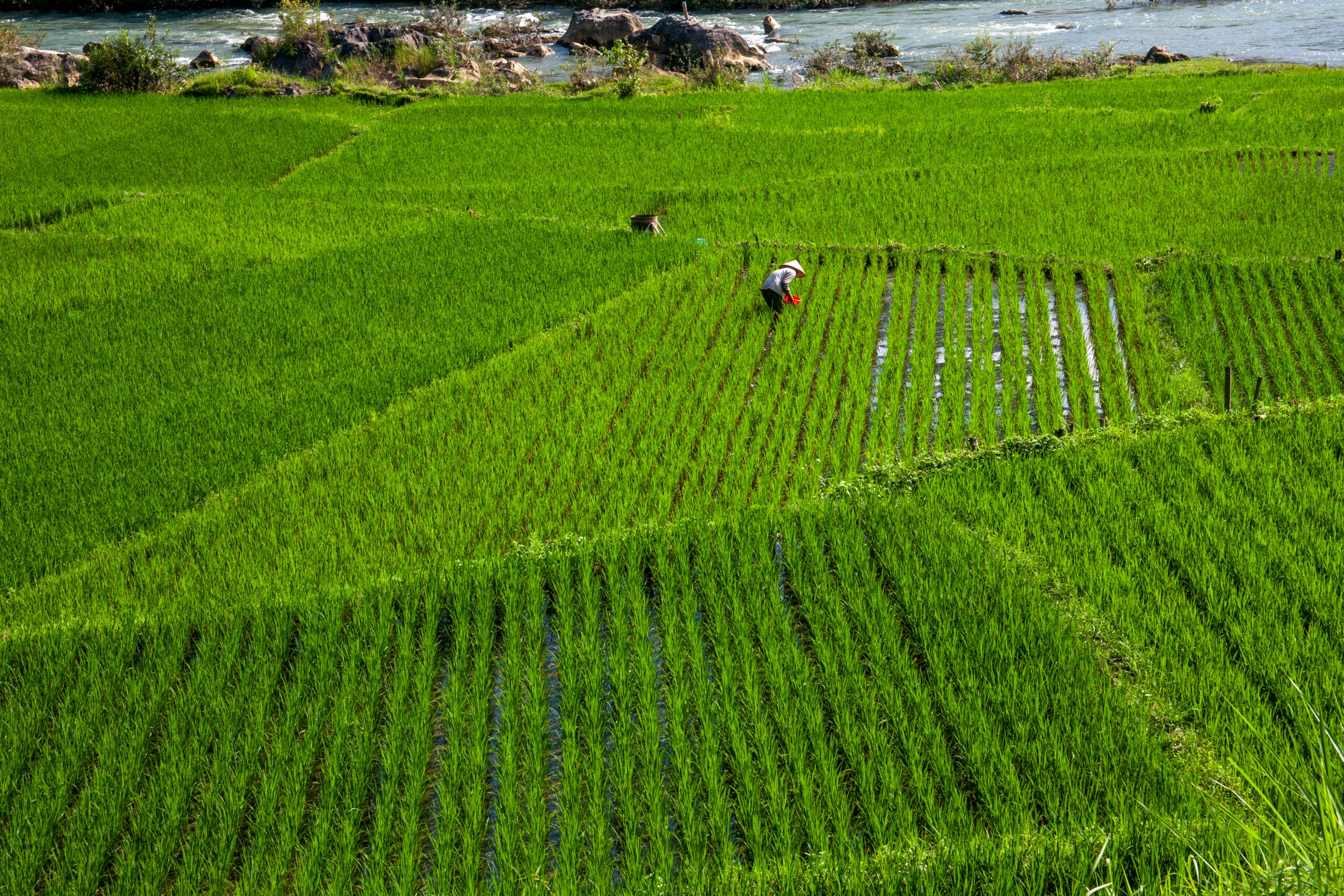 rice paddies in vietnam